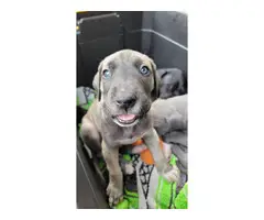 Black and blue Great Dane puppies for sale - 2