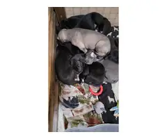 Black and blue Great Dane puppies for sale - 3