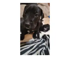 Black and blue Great Dane puppies for sale - 4