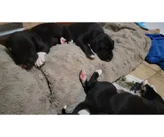 Black and blue Great Dane puppies for sale - 5