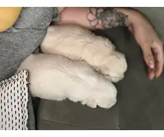2 baby boy Coton de Tulear puppies