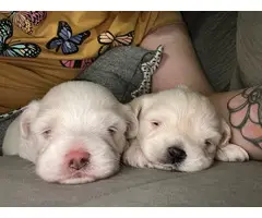 2 baby boy Coton de Tulear puppies - 2