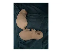 2 baby boy Coton de Tulear puppies - 3