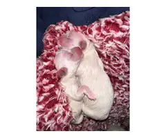 2 baby boy Coton de Tulear puppies - 5
