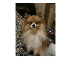 4 unclaimed Pomeranian puppies - 7