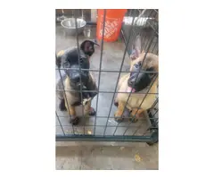 Purebred Working Line Belgian Malinois for Sale - 4