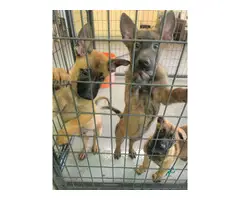 Purebred Working Line Belgian Malinois for Sale - 5