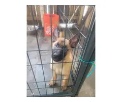 Purebred Working Line Belgian Malinois for Sale - 6