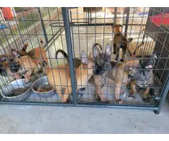 Purebred Working Line Belgian Malinois for Sale - 7