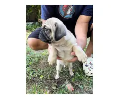 4 Beautiful Pug puppies for sale