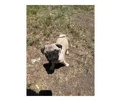 4 Beautiful Pug puppies for sale - 2