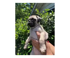 4 Beautiful Pug puppies for sale - 3