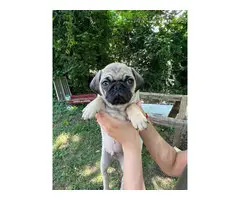 4 Beautiful Pug puppies for sale - 4