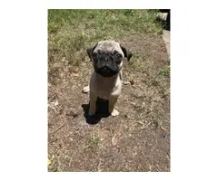 4 Beautiful Pug puppies for sale - 6