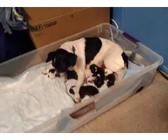 6 boy and 1 girl Chihuahua babies available