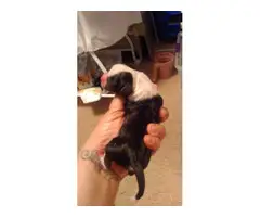 6 boy and 1 girl Chihuahua babies available - 3