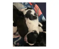 4 male Shih tzu puppies left - 8