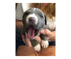 3 Blue nose Pitbull Puppies - 2