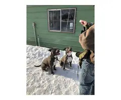3 Blue nose Pitbull Puppies - 4
