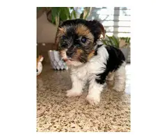 Cutest female Parti Yorkie puppy for sale