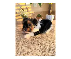 Cutest female Parti Yorkie puppy for sale - 2