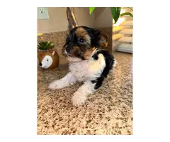 Cutest female Parti Yorkie puppy for sale - 3
