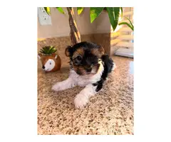 Cutest female Parti Yorkie puppy for sale - 4