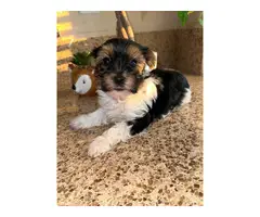 Cutest female Parti Yorkie puppy for sale - 5