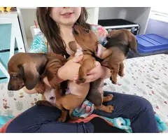 3  red male purebred dachshund puppies