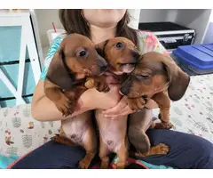 3  red male purebred dachshund puppies - 4