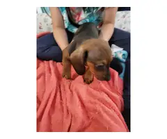 3  red male purebred dachshund puppies - 7