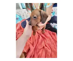 3  red male purebred dachshund puppies - 10