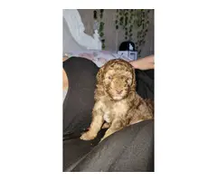 Two Mini toy poodle puppies for sale