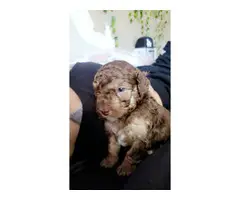 Two Mini toy poodle puppies for sale - 2