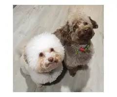 Two Mini toy poodle puppies for sale - 7