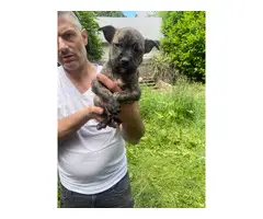 6 Pitbull/Hound mix puppies for sale - 9