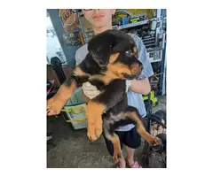 Gorgeous purebred Rottweiler puppies for sale