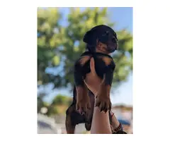 Gorgeous purebred Rottweiler puppies for sale - 2