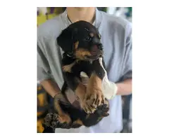 Gorgeous purebred Rottweiler puppies for sale - 3