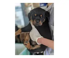 Gorgeous purebred Rottweiler puppies for sale - 5