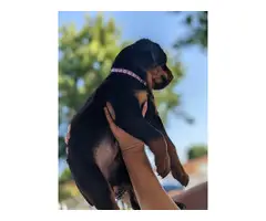 Gorgeous purebred Rottweiler puppies for sale - 7
