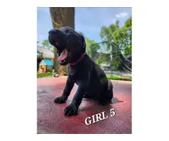 9 Labrador Retriever puppies for sale - 3