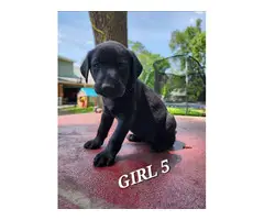 9 Labrador Retriever puppies for sale - 4