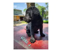 9 Labrador Retriever puppies for sale - 5