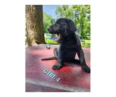 9 Labrador Retriever puppies for sale - 6