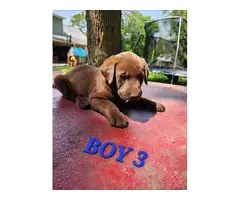 9 Labrador Retriever puppies for sale - 7