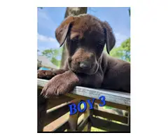 9 Labrador Retriever puppies for sale - 8