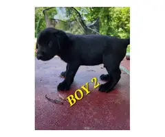 9 Labrador Retriever puppies for sale - 9