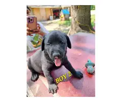 9 Labrador Retriever puppies for sale - 10
