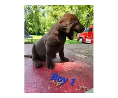 9 Labrador Retriever puppies for sale - 11